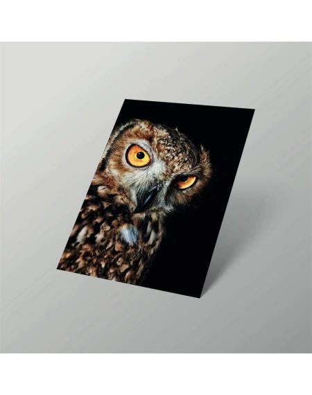 CalmOwl - Image 3